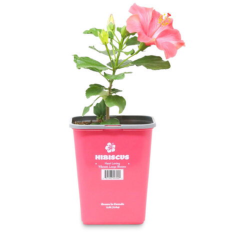 Potted Plant - Hibiscus, 1 gallon