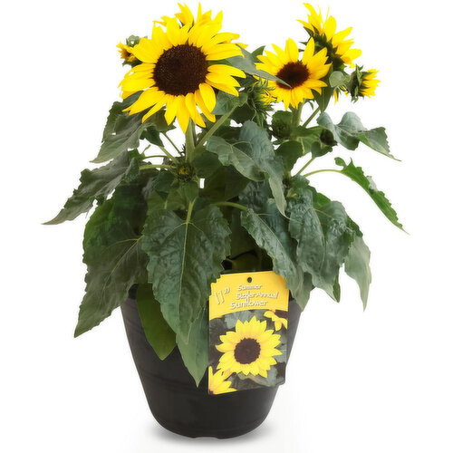Sunflower - Potted Plant  11in