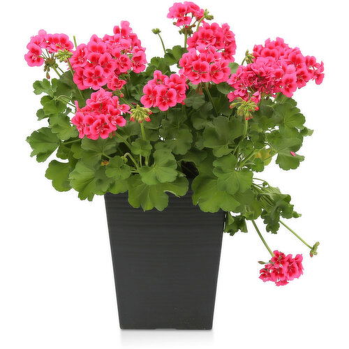 Annual - Solid Annual Planter, 12In Assorted