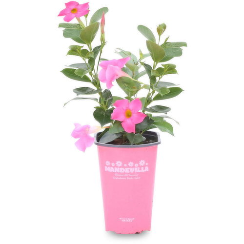 Potted Plant - Mandevilla