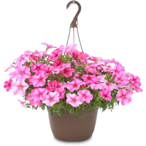 Petunia - Floral Solid Basket 11 Inch