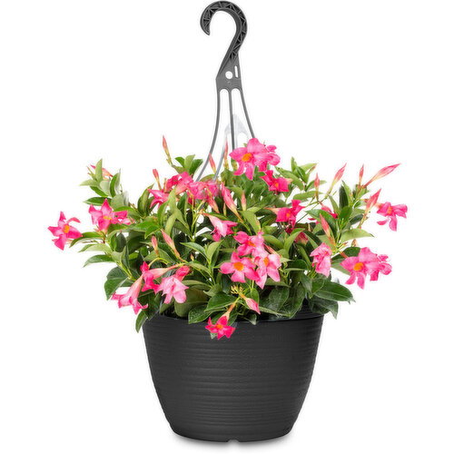 Mandevilla - Hanging Basket 11 Inch