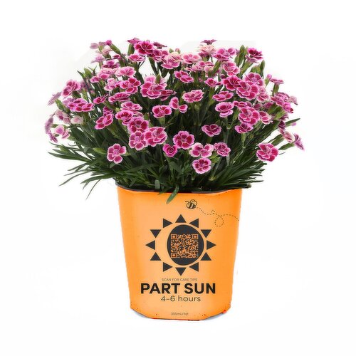 Carnation - Garden Starters Potted Plant 4.3In