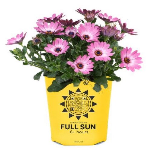 Osteo - Garden Starters Potted Plant 4.3 Inch
