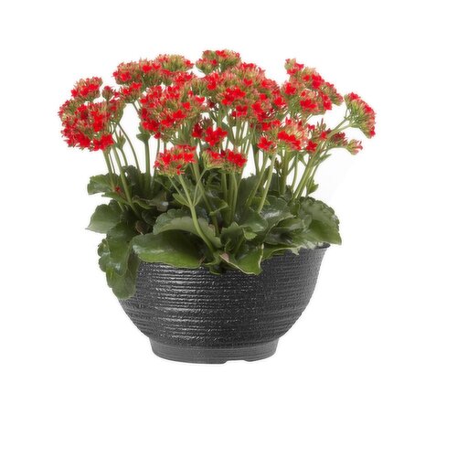 Kalanchoe - Flower Bowl 8 Inch