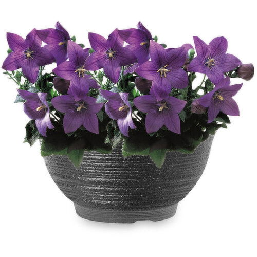 Balloon - Flower Bowl 8 Inch