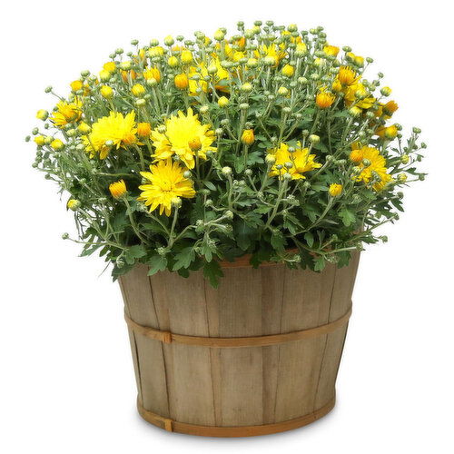 Mum - Bushel Planter, 10in