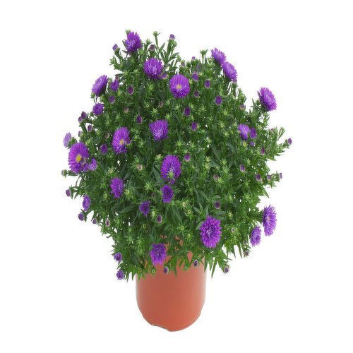 Fall Brushel - Aster Bushel 10 Inch