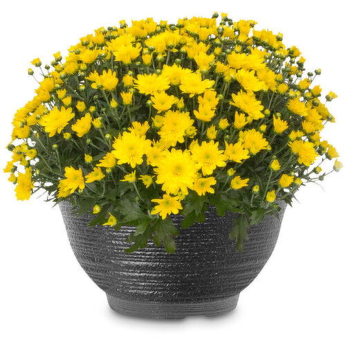 Fall Mum - Potted Planter10 Inch