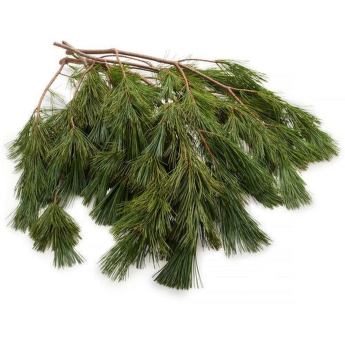 Christmas Boughs - Princess Pine, Fresh