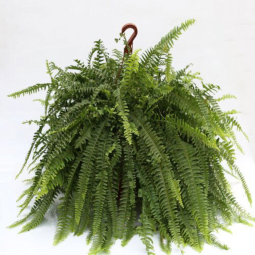 Boston Fern - Hanging Basket, 10 Inch