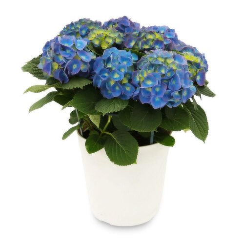 Hydrangea - Patio Planter, 12 Inch