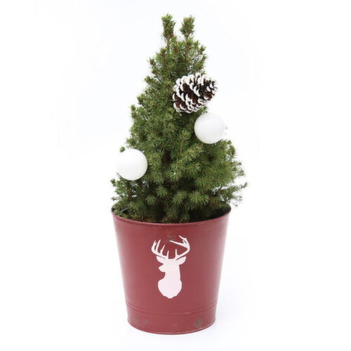 Christmas Tree - Decorated Alberta Spruce in a Metal Pot