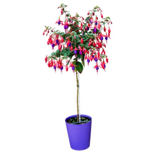 Fuchsia - 6 Inch
