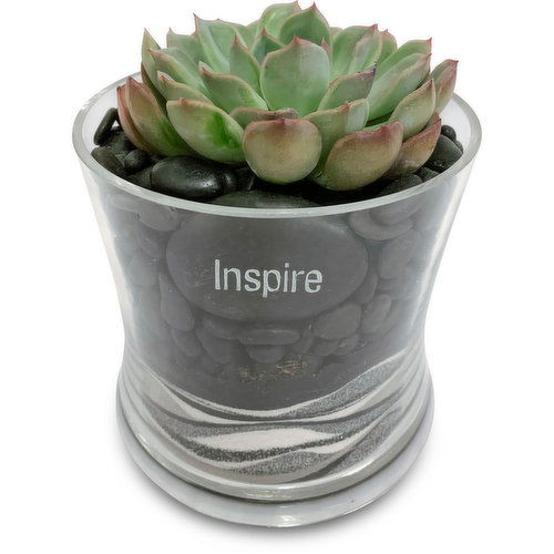 Horty Girl - Tropical Succulent Mix in Rnd Glass 5 Inch