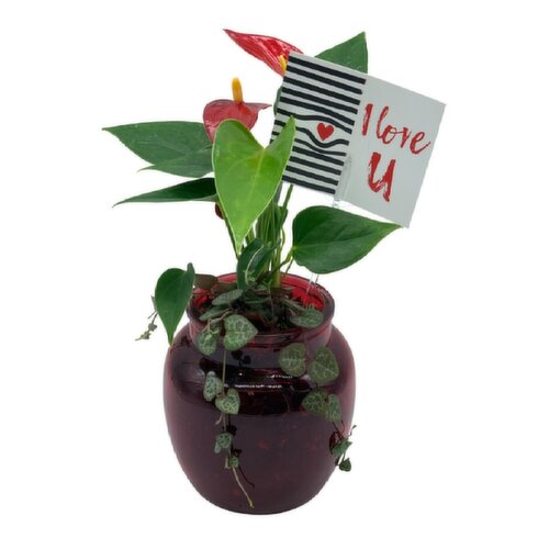 Horty Girl - Tropical Garden in Glass