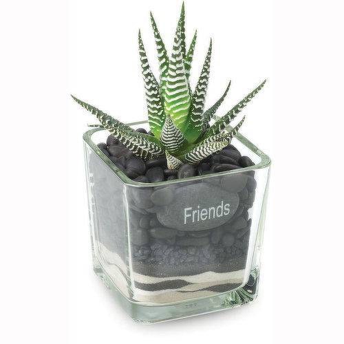 Succulent - Glass with Message Tag