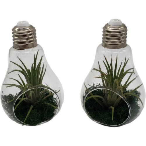 Horty Girl - Glass Light Bulb/ Air plant 6.5 inch