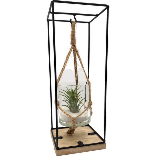 Horty Girl - Air Plant In Hanging Glass Frame