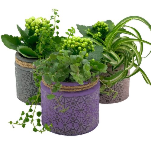 Horty Girl - Texture Glass Tropic Garden 3.75 Inch