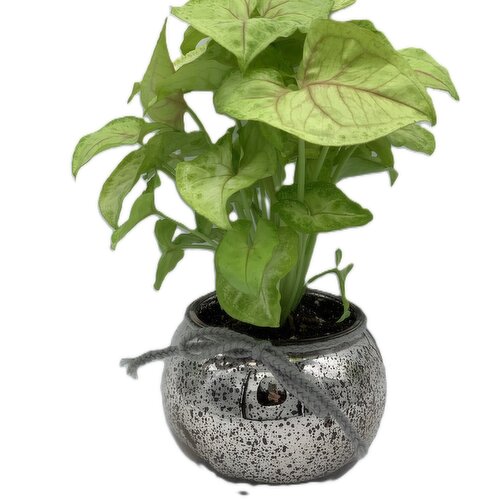 Save-On-Foods - Speckle Metallic Pot Plant 3.75 Inch