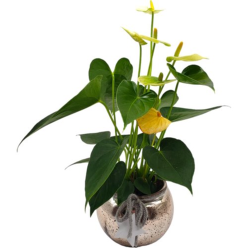 Horty Girl - Speckled Metallic Glass Plant Pot with Plant