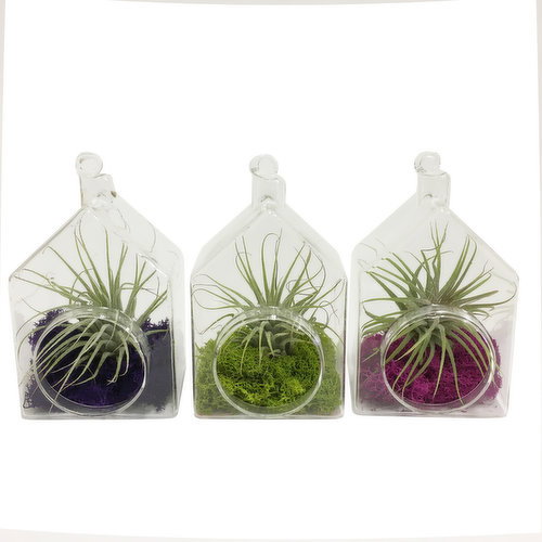 Horty Girl - Bird house terrarium