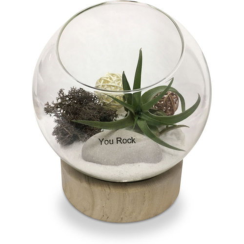 Horty Girl - Air Plant in Wood Base Glass Terrarium 5In
