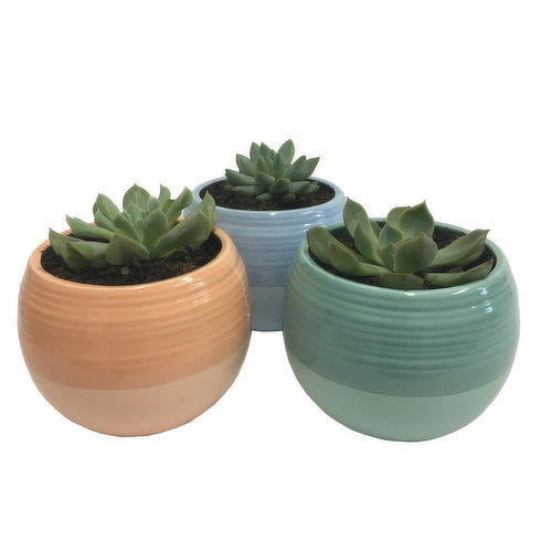 Succulent - Two Toned Ceramic Planter