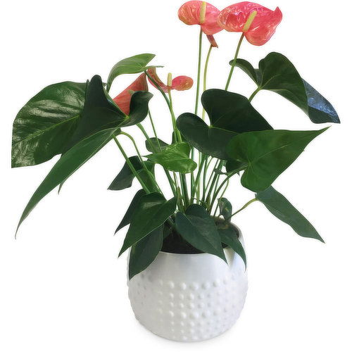 Horty Girl - Anthurium In Ceramic Pot 6In