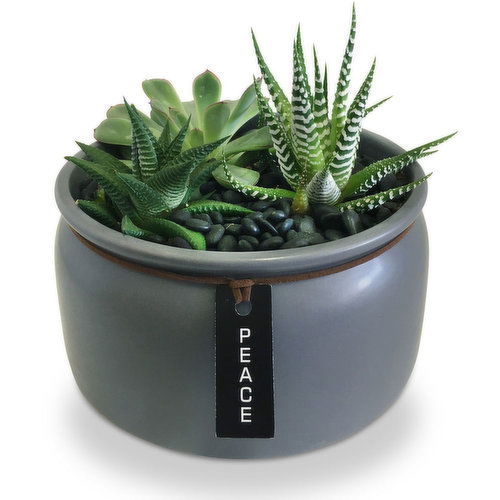 Horty Girl - Ceramic Planter with Succulents 7In