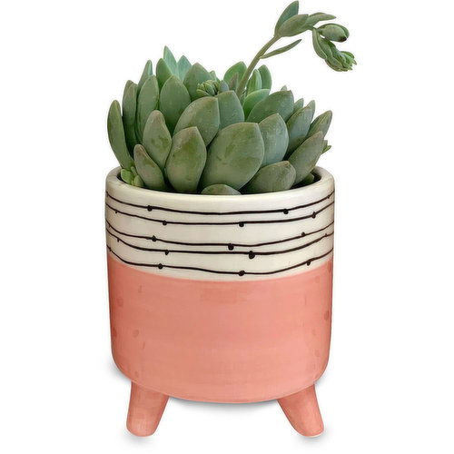 Planter - Pink Black White Ceramic with Legs