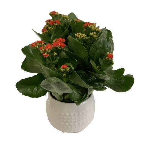 Horty Girl - Ceramic Pot with Seasonal Foliage