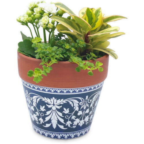 Horty Girl - Terra Cotta Pot with Succulent 5 Inch