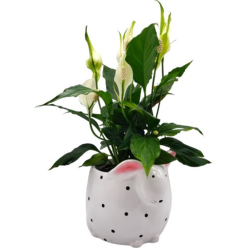 Horty Girl - White Polka Dot Bunny Plant 5In