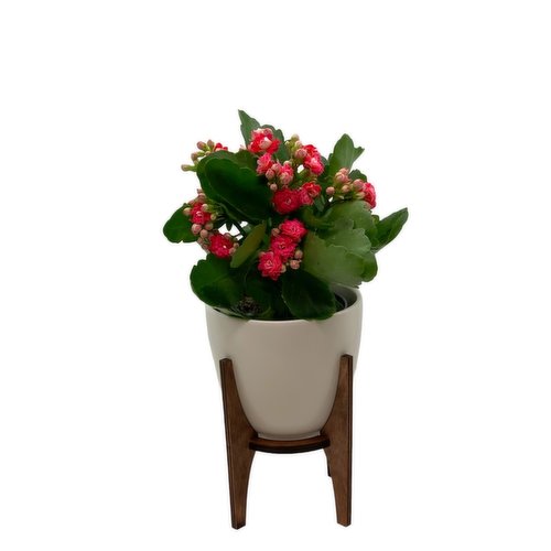 Horty Girl - Ceramic Planter With Plant on Wooden Stand