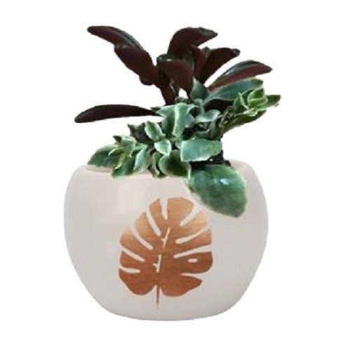 Horty Girl - Round Ceramic Leaf Succulent Garden 3Inch