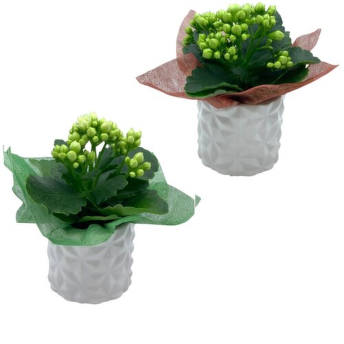 Text Ceramic - Pot Mix Plants 3 Inch