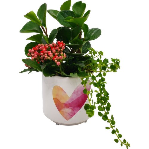 Horty Girl - White Ceramic With Heart Plant in Pot