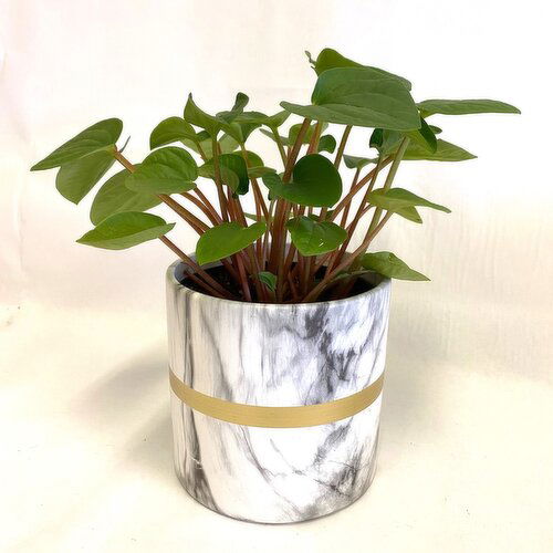 Horty Girl - Marble Look Ceramic w/ Gold Band & Plant