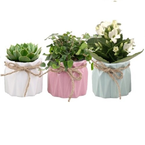 Pastel Ceramic - With Assorted Plants