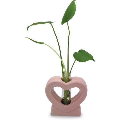 Potted Plant - Pink Ceramic Heart Pot, 5.75 Inch