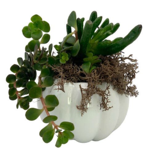 Horty Girl - Ceramic Pumpkin With Plant Garden
