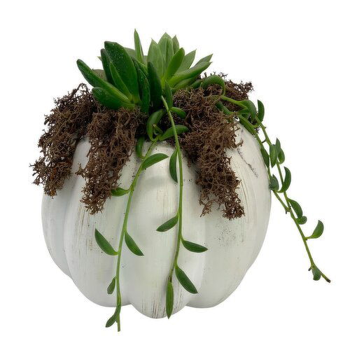Horty Girl - Ceramic Pumpkin Plant Garden