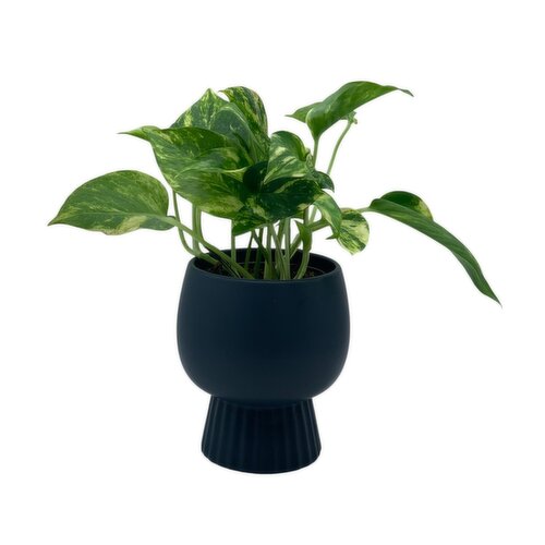 Pedestal Planter - Plant 5 Inch