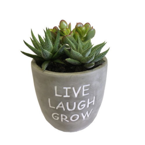 Succulent - Garden In Cement Message Pot