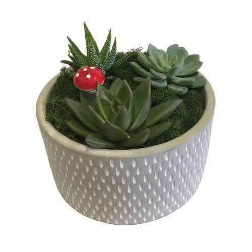 Succulent - Garden In Cement Pot