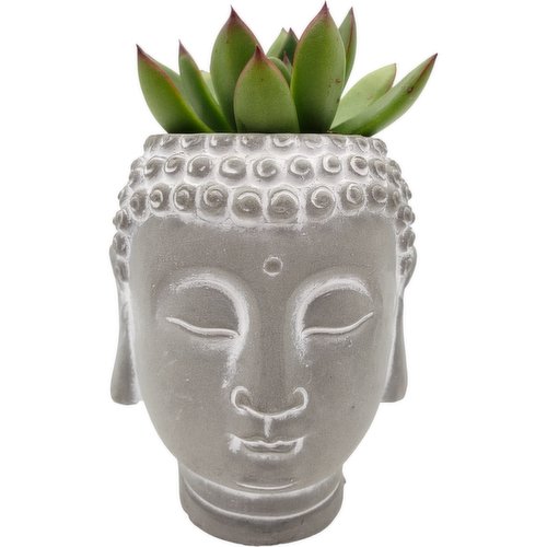 Horty Girl - Cement Buddha with Plant