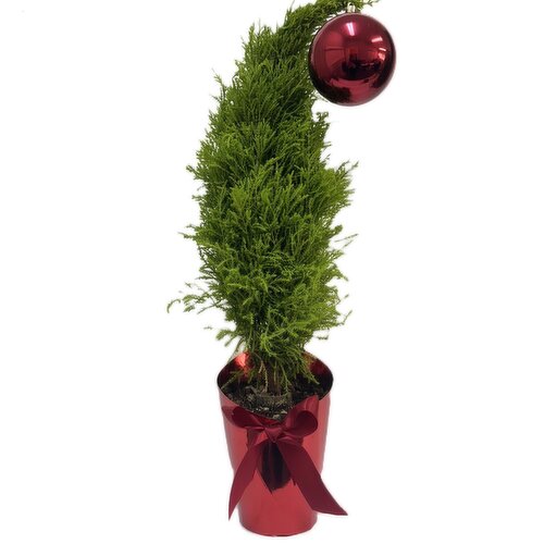 Twisted Cypress Tree - Potted Planter 4.5 Inch