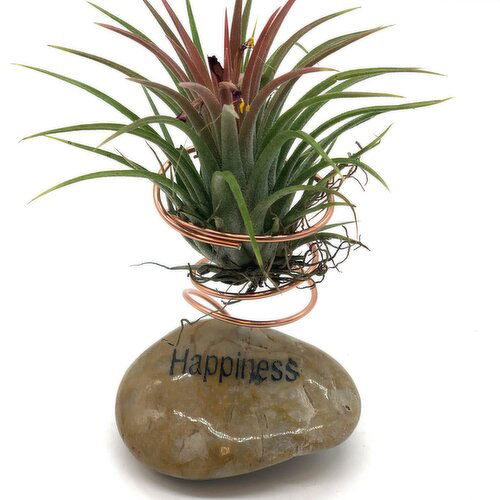 Horty Girl - Message Stone w/Wire & Air Plant